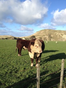 cow at farm